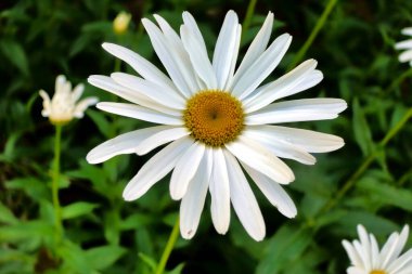 Canlı bir Leucanthemum Vulgare çiçeğinin başlığına yakın.