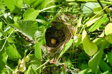 Terk edilmiş bir Blackcap 'ın (Sylvia atricapilla) yuvasında çalıların ortasında yapayalnız bir yumurta bulunur.