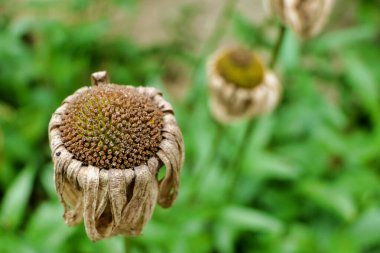 Leucanthemum 'un çürüyen ve ölü çiçek başları çiçek açar.