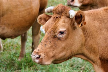 Limousin ineğinin boynuzları kısa, ne yazık ki sineklerle kaplı, çünkü alan belediye çöplüğünün yanında.