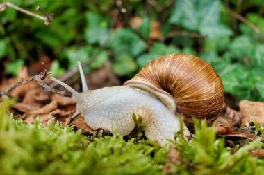 Roma salyangozu (Helix pomatia) yosun kaplı bir duvar boyunca sürünüyor