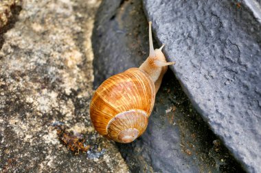 Roma salyangozu (Helix pomatia) bir lamba standardına tırmanıyor
