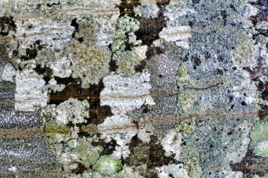 Close up of a European Beech Tree (Fagus sylvatica) covered in a mosaic of fungi, mosses and lichens such as Lecanora chlarotera and Graphis scripta clipart