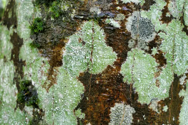 stock image Close up of a European Beech Tree (Fagus sylvatica) covered in a mosaic of fungi, mosses and lichens such as Lecanora chlarotera and Graphis scripta