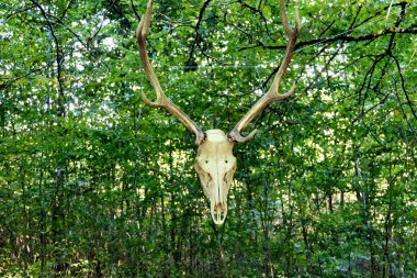 Ormanda asılı duran kızıl geyik (Cervus elaphus) kafatası ve boynuzlar