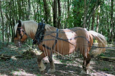 Tursac, Fransa - 14 Eylül 2024. Festival des scieurs de la foret güzel bir Comtois atı kullanarak kütük çekme gösterisi