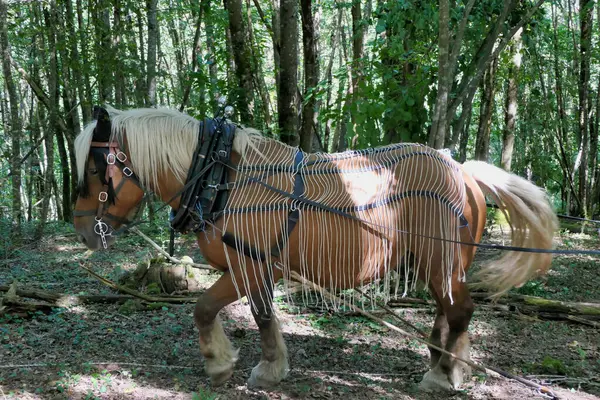 stock image Tursac, France - 14th September 2024. Festival des scieurs de la foret demonstrating log pulling using a beautiful Comtois horse