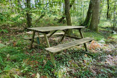 Huzurlu bir piknik masası, doğal bir ormanlık alanda bir patika açıyor.