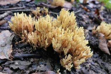 Close up of Ramaria stricta aka Strict Branch Coral growing through the autumn leaves clipart