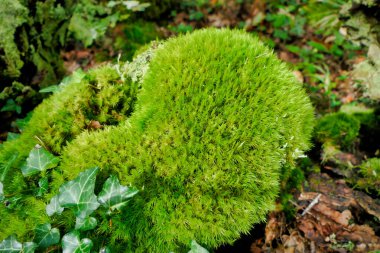 Bir ağaç kütüğünün üzerinde büyüyen yeşil Yastık Yosun (Leucobryum glaucum) yastığını kapat