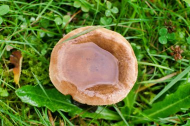 Latarius quietus (Oak Milk Cap) with the cap full of water following a heavy downpour clipart