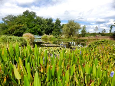 Güzel zambak gölet kemerli köprü ile suya yansıyan