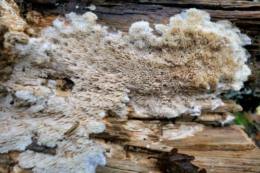 Hericium cirrhatum (Tiered Tooth Fungus) found growing on the log of a snapped oak tree. A rare edible fungus with good medicinal properties clipart