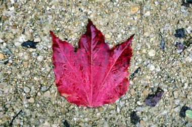 Sonbaharda kırmızıya dönen Boston Sarmaşık yaprağına yakın bir fırtına yüzünden yağmurla kaplanmış.