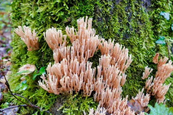 Ramaria stricta namı diğer Sert Dallı Mercan bir meşe ağacının yosunları arasında büyüyor.