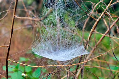 Sabah çiğ tanecikleriyle kaplı Frontinella frutetorum örümceğinin (The Sheetweb Weaver) parlayan ağı