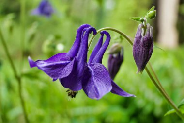 Aquilegia vulgaris 'in kafasını ve tomurcuğunu kapatın, aynı zamanda Common Columbine olarak da bilinir.
