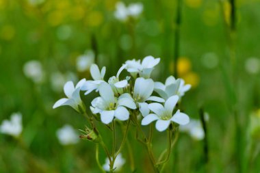 Meadow Saxifrage (Saxifraga granulata) Fransız çayırlarında yetişiyor.
