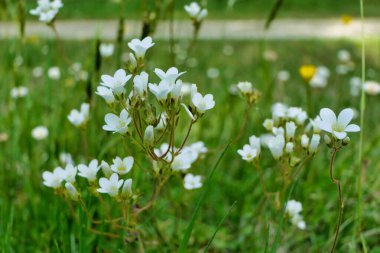 Meadow Saxifrage (Saxifraga granulata) Fransız çayırlarında yetişiyor.
