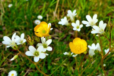 Meadow Saxifrage (Saxifraga granulata) ve Buttercups (Ranunculus) bir Fransız çayırında yabani olarak yetişir.