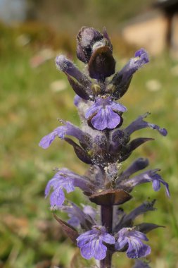 Fransa 'nın Dordogne kentindeki yabani bir çayırda yetişen Ajuga sürüngenleri. Borazan, mavi borazan, bugleweed, havyar, halı bugleweed ve borazan olarak da bilinir.