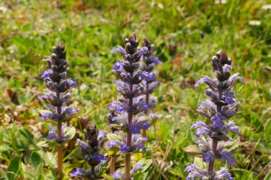 Fransa 'nın Dordogne kentindeki yabani bir çayırda yetişen Ajuga sürüngenleri. Borazan, mavi borazan, bugleweed, havyar, halı bugleweed ve borazan olarak da bilinir.