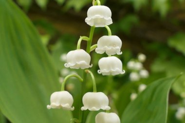 Vadideki Zambak çiçeğinin çan şeklindeki çiçeğini kapat.
