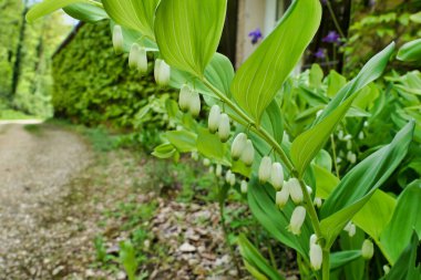 Solomons Mührü 'nün (Polygonatum multiflorum) asılı çiçekleri, Kral Solomons Mührü olarak da bilinir.