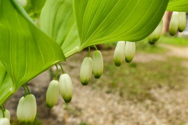 Solomons Mührü 'nün (Polygonatum multiflorum) asılı çiçekleri, Kral Solomons Mührü olarak da bilinir.