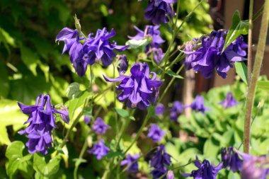 Aquilegia vulgaris bir Fransız çiftlik evinin dışında yetişiyor.