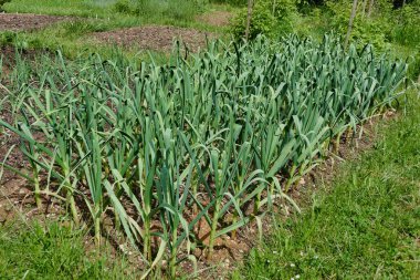 Gübrede yetişen yumuşak boyunlu sarımsak yatağını sonbahar dikti.