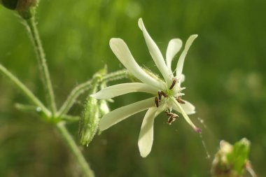 Silene nutans çiçek başını yakın (Nottingham Catchfly)