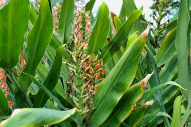 Parc Mauresque, Arcachon, Fransa 'daki Hedychium Coccineum' un güzel bir örneği. Kırmızı ya da Turuncu Ginger-Lily olarak da bilinir.