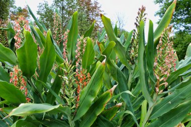 Parc Mauresque, Arcachon, Fransa 'daki Hedychium Coccineum' un güzel bir örneği. Kırmızı ya da Turuncu Ginger-Lily olarak da bilinir.