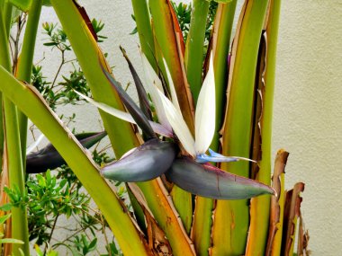 Strelitzia Nicolai namı diğer Beyaz ya da Cennet Kuşu Bitkisi ya da Vahşi Muz