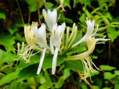 Tatlı kokulu Hanımeli 'ne (Lonicera japonica) yakın plan