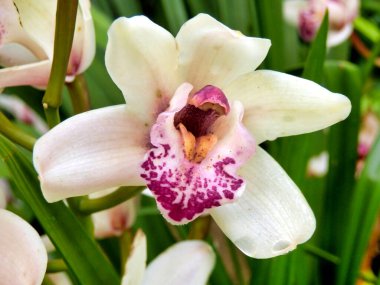 Beyaz ve Soluk Pembe bir Cymbidium Orkidesi 'ne yakın benekli etiketli, Madeira Adası' nda çekilmiş.