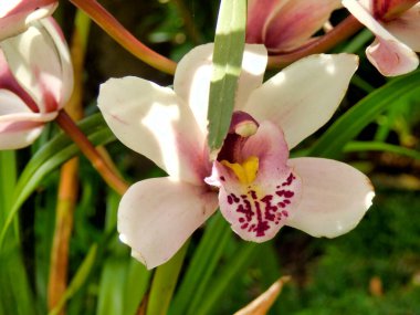 Beyaz ve Soluk Pembe bir Cymbidium Orkidesi 'ne yakın benekli etiketli, Madeira Adası' nda çekilmiş.