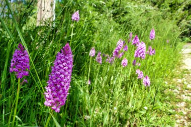 Piramitsel Orkideler (Anacamptis piramidalis) Fransa 'nın Dordogne kentindeki bir çalılıkta büyür.