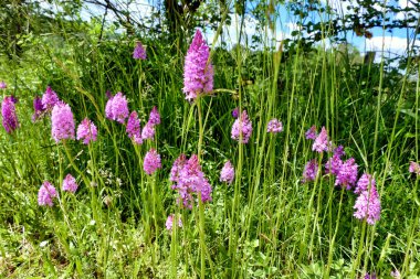 Piramitsel Orkideler (Anacamptis piramidalis) Fransa 'nın Dordogne kentindeki bir çalılıkta büyür.