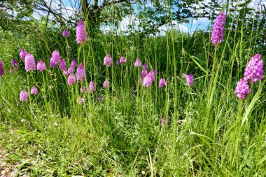 Piramitsel Orkideler (Anacamptis piramidalis) Fransa 'nın Dordogne kentindeki bir çalılıkta büyür.