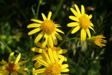 Altın Ragwort bitkisinin (Senecio aureus) altın saatinde canlı sarı çiçekleri. Hafif zehirli bir bitki ama tıbbi amaçlar için kullanılabilir.