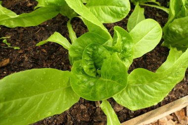 Cos (Romaine) çeşitliliğindeki Little Gem 'i kapatın. Marul, kazma metodu kullanmadan bir politünelde organik olarak yetişir.