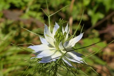 Çayırda yetişen pembe ve beyaz bir Cornflower 'a (Centaurea siyanus) odaklanın.