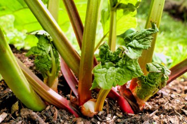 Yeni rhubarb (Rheum rhabarum) bitkinin tabanından filizlenir.