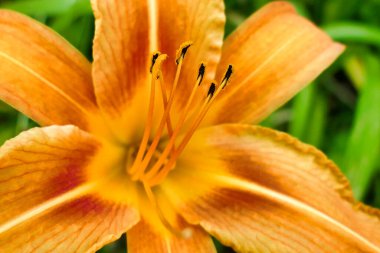 Turuncu bir kaplan zambağının erkek ve polenlerini kapat (Lilium bulbiferum)