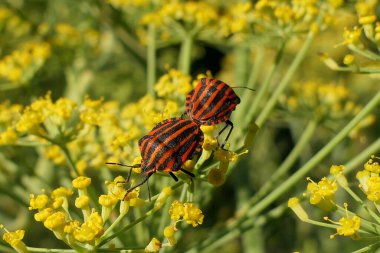 Bir Dill bitkisinin çiçek başındaki Graphosoma italikum çiftleşmesini kapat. İtalyan Çizgili veya Ozan Böceği olarak da bilinir.