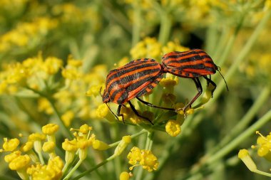 Bir Dill bitkisinin çiçek başındaki Graphosoma italikum çiftleşmesini kapat. İtalyan Çizgili veya Ozan Böceği olarak da bilinir.