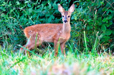 Konservatuar penceresinden bakan geyik yavrusu.