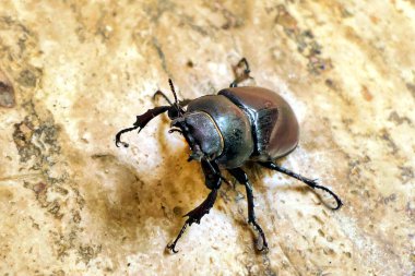 Bir dişi geyik böceği (Lucanus cervus yakın çekim)